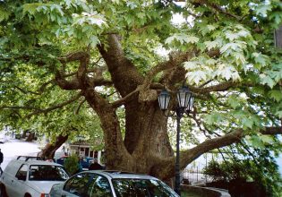 Γιατί αφανίζονται τα ελληνικά πλατάνια – Τι ζητούν οι ειδικοί