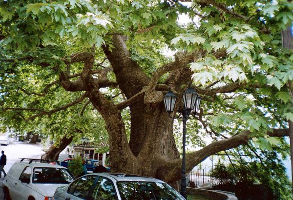 Γιατί αφανίζονται τα ελληνικά πλατάνια – Τι ζητούν οι ειδικοί