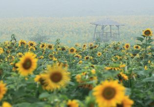 Αυγενάκης: Εξετάζεται να συμπεριληφθούν στις συνδεδεμένες ο ηλίανθος και η ελαιοκράμβη
