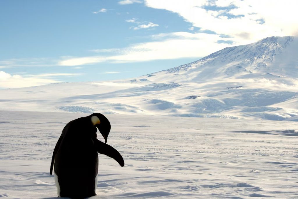 Ανταρκτική: Διπλό πλήγμα για τον αυτοκρατορικό πιγκουίνο από το λιώσιμο των πάγων και τη γρίπη