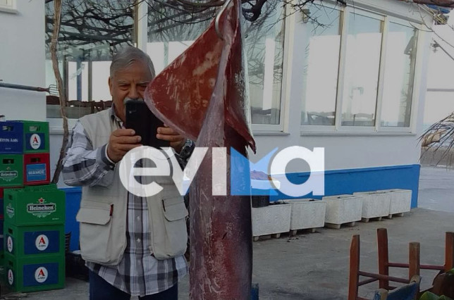 Εύβοια: Ιδιοκτήτης ψαροταβέρνας έπιασε τεράστιο καλαμάρι βάρους 15 κιλών
