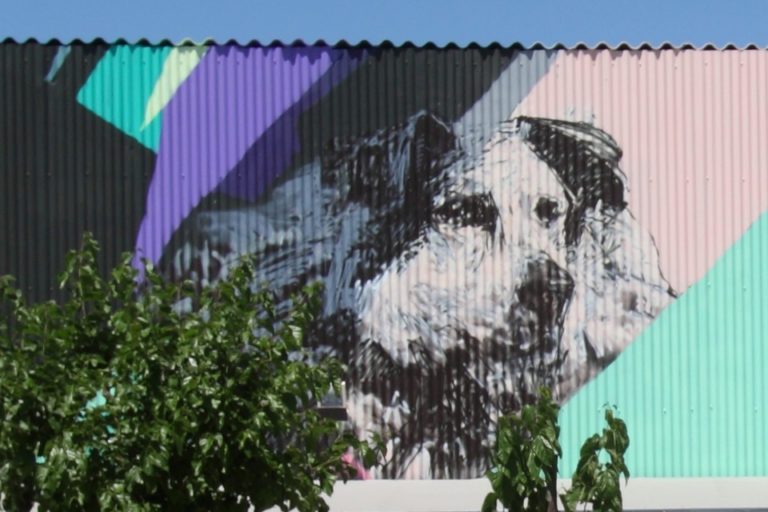 Από το εκκενώστε το καταφύγιο ζώων του Δ.Αθηναίων στην κατηγορηματική διάψευση – Τι ακριβώς συμβαίνει;