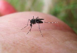 «Anopheles»: Μετά από 50 χρόνια επανεμφανίστηκε στην Ιταλία το κουνούπι της ελονοσίας