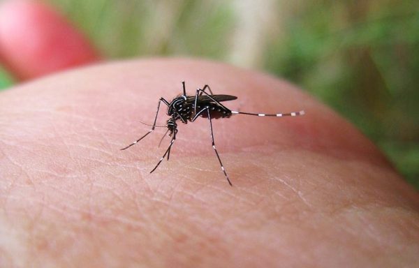 «Anopheles»: Μετά από 50 χρόνια επανεμφανίστηκε στην Ιταλία το κουνούπι της ελονοσίας