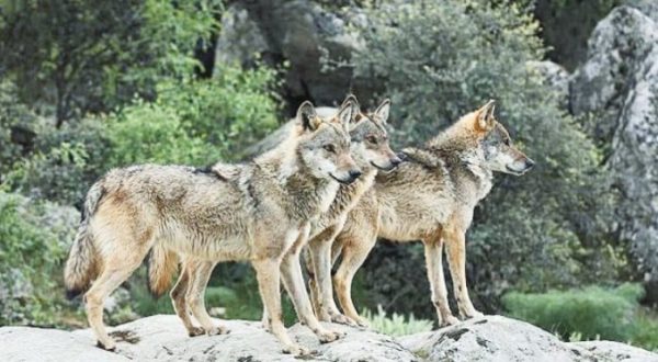 Φθιώτιδα: Βάζουν στα αιγοπρόβατα περιλαίμια που διώχνουν τους λύκους