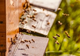 Κελέτσης: Υπεγράφη η απόφαση για την ανασύσταση του Μελισσοκομικού Πάρκου Δαδιάς