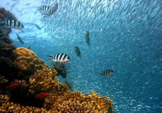 Διεθνής Διάσκεψη για τους Ωκεανούς: Παραδόθηκε η Σκυτάλη της Φύσης