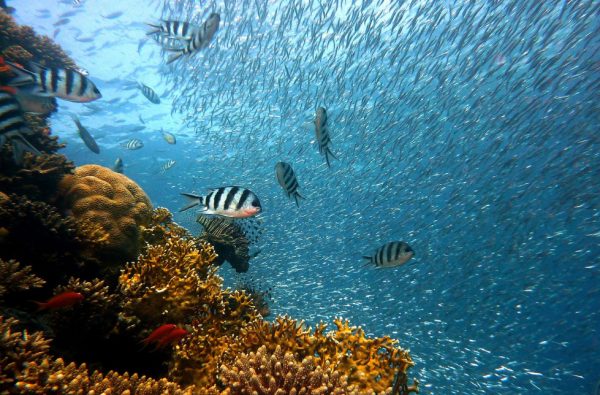 Διεθνής Διάσκεψη για τους Ωκεανούς: Παραδόθηκε η Σκυτάλη της Φύσης