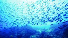 Σηκώνει αυλαία η Διεθνής Διάσκεψη για τους Ωκεανούς