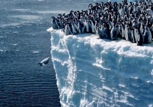 Ανταρκτική: Βίντεο δείχνει πιγκουινάκια να κάνουν την πρώτη τους βουτιά από τα 15 μέτρα