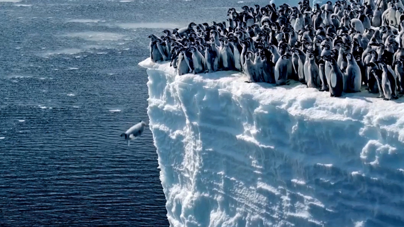Ανταρκτική: Βίντεο δείχνει πιγκουινάκια να κάνουν την πρώτη τους βουτιά από τα 15 μέτρα