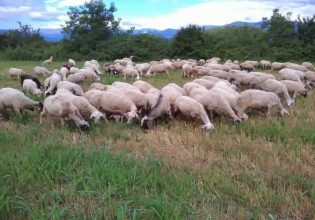 «Στριμώχνονται» οι περιφέρειες για τα διαχειριστικά σχέδια βόσκησης