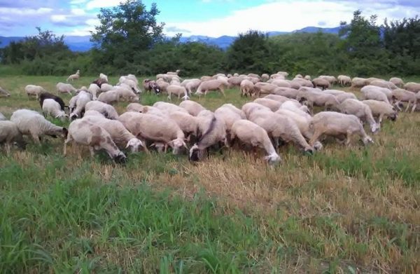 «Στριμώχνονται» οι περιφέρειες για τα διαχειριστικά σχέδια βόσκησης