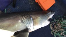 Αυστραλία: Kαρχαρίας επιτέθηκε και δάγκωσε 16χρονο που τον ψάρεψε, όταν πήγε να τον βγάλει φωτογραφία