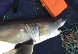 Αυστραλία: Kαρχαρίας επιτέθηκε και δάγκωσε 16χρονο που τον ψάρεψε, όταν πήγε να τον βγάλει φωτογραφία