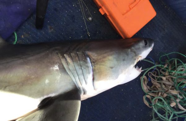 Αυστραλία: Kαρχαρίας επιτέθηκε και δάγκωσε 16χρονο που τον ψάρεψε, όταν πήγε να τον βγάλει φωτογραφία