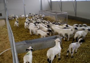 Θεσσαλία: Παράταση υποβολής αιτήσεων αντικατάστασης ζώων και ανακατασκευής στάβλων