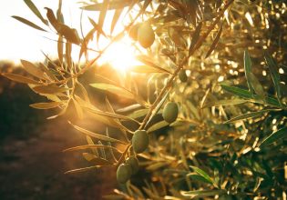 Πίνω μια κουταλιά της σούπας παρθένο ελαιόλαδο κάθε πρωί – Τι κάνει στο σώμα μου