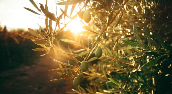 Πίνω μια κουταλιά της σούπας παρθένο ελαιόλαδο κάθε πρωί – Τι κάνει στο σώμα μου