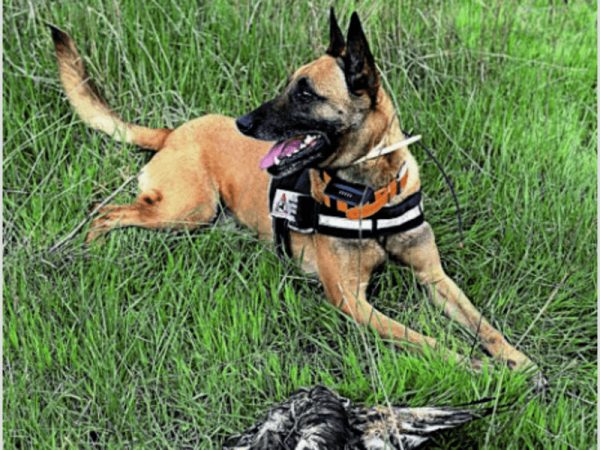 Δηλητηριάζουν μαζικά τα ζώα στον Έβρο