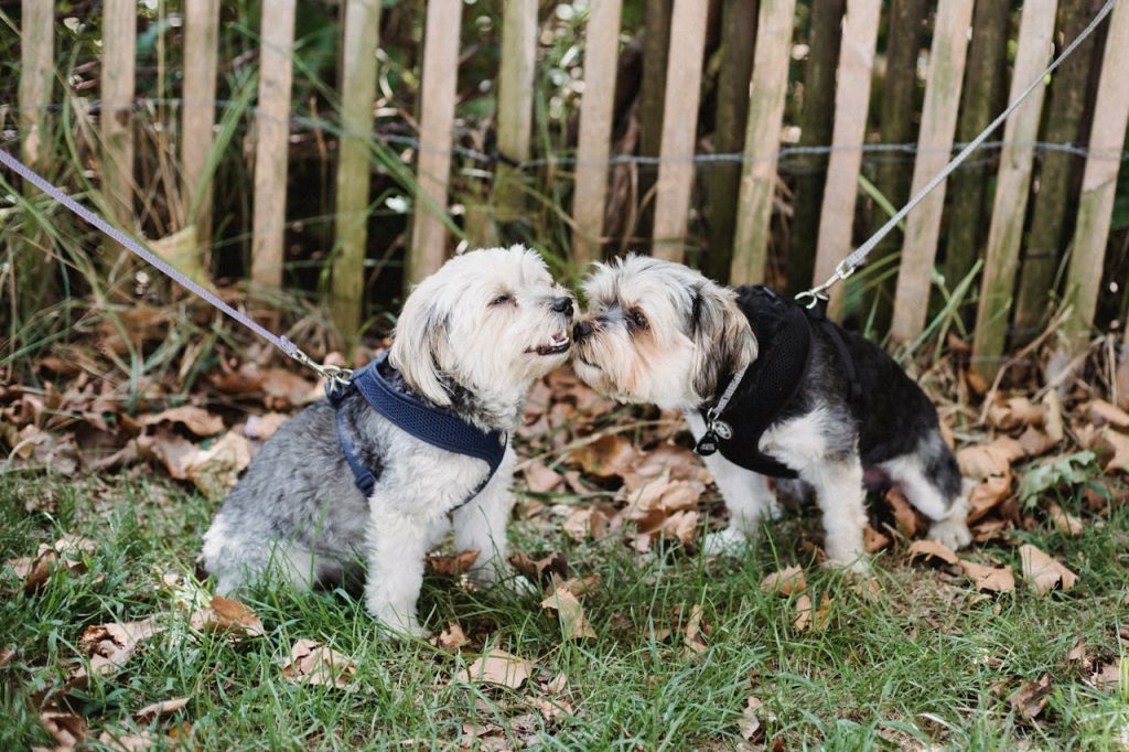Βόλτα: Συνάντηση δύο σκύλων – Τι πρέπει να γνωρίζουν οι κηδεμόνες τους για να έχουν μια ευχάριστη γνωριμία