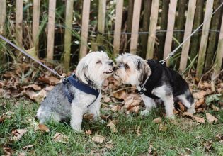 Βόλτα: Συνάντηση δύο σκύλων – Τι πρέπει να γνωρίζουν οι κηδεμόνες τους για να έχουν μια ευχάριστη γνωριμία