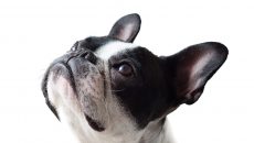 Πάσχα: Σκέπτεστε να κάνετε διακοπές χωρίς τον σκύλο σας; – Πώς θα τού το «εξηγήσετε»