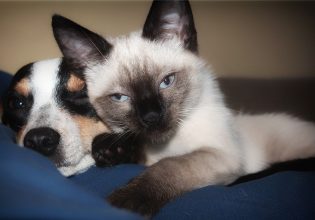 Διατροφή σκύλου και γάτας: Τα λάθη που κάνουμε