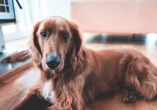 Τι μπορεί να φταίει και απροσδόκητα ο σκύλος ουρεί μέσα στο σπίτι;