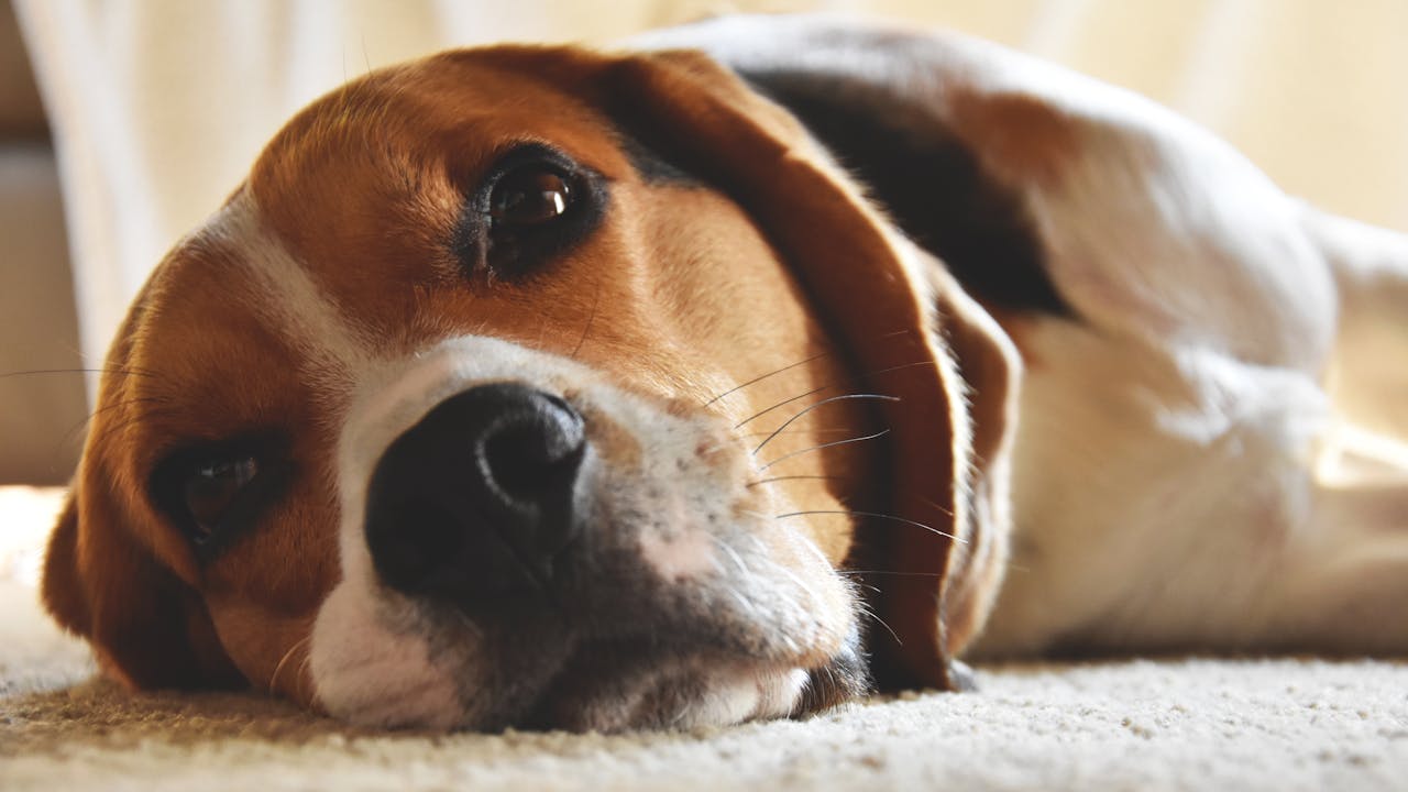 Πώς μπορείτε να επικοινωνήσετε με έναν κωφό σκύλο – Όλα όσα πρέπει να γνωρίζετε