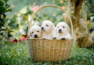 Η καλύτερη επένδυση για την υγεία και τη μακροζωία του κουταβιού είναι η ιδανική διατροφή – Ποια είναι;