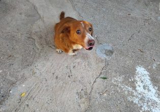 Ρέα: Η σκυλίτσα που χτυπήθηκε από αυτοκίνητο και κατάφερε να περπατήσει ξανά, αναζητά σπίτι