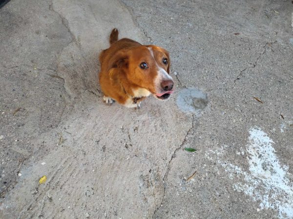 Ρέα: Η σκυλίτσα που χτυπήθηκε από αυτοκίνητο και κατάφερε να περπατήσει ξανά, αναζητά σπίτι