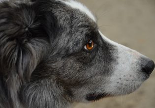 Κίτρινη κορδέλα: Η σιωπηρή συνεννόηση μεταξύ των κηδεμόνων σκύλων και φιλόζωων