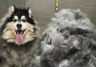 Καλλωπισμός σκύλου: Δεν γίνεται μόνο για να έχει ωραία εμφάνιση, αλλά και καλή υγεία