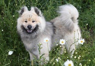 Πόσο σημαντική είναι η αποπαρασίτωση για την υγεία του σκύλου
