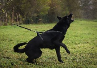 Επίθεση σκύλου στον σκύλο μας – Πώς μπορούμε να την αποτρέψουμε
