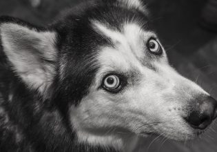 Puppy mills: Η εκμετάλλευση των σκύλων από τους παράνομους εκτροφείς για τον εύκολο πλουτισμό τους