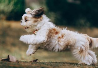 Μπορεί ένας σκύλος να πάθει υπερκόπωση;