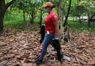 Μεξικό: Ιστορικός καύσωνας σκοτώνει τις μαϊμούδες – «Έπεφταν από τα δέντρα σαν τα μήλα»