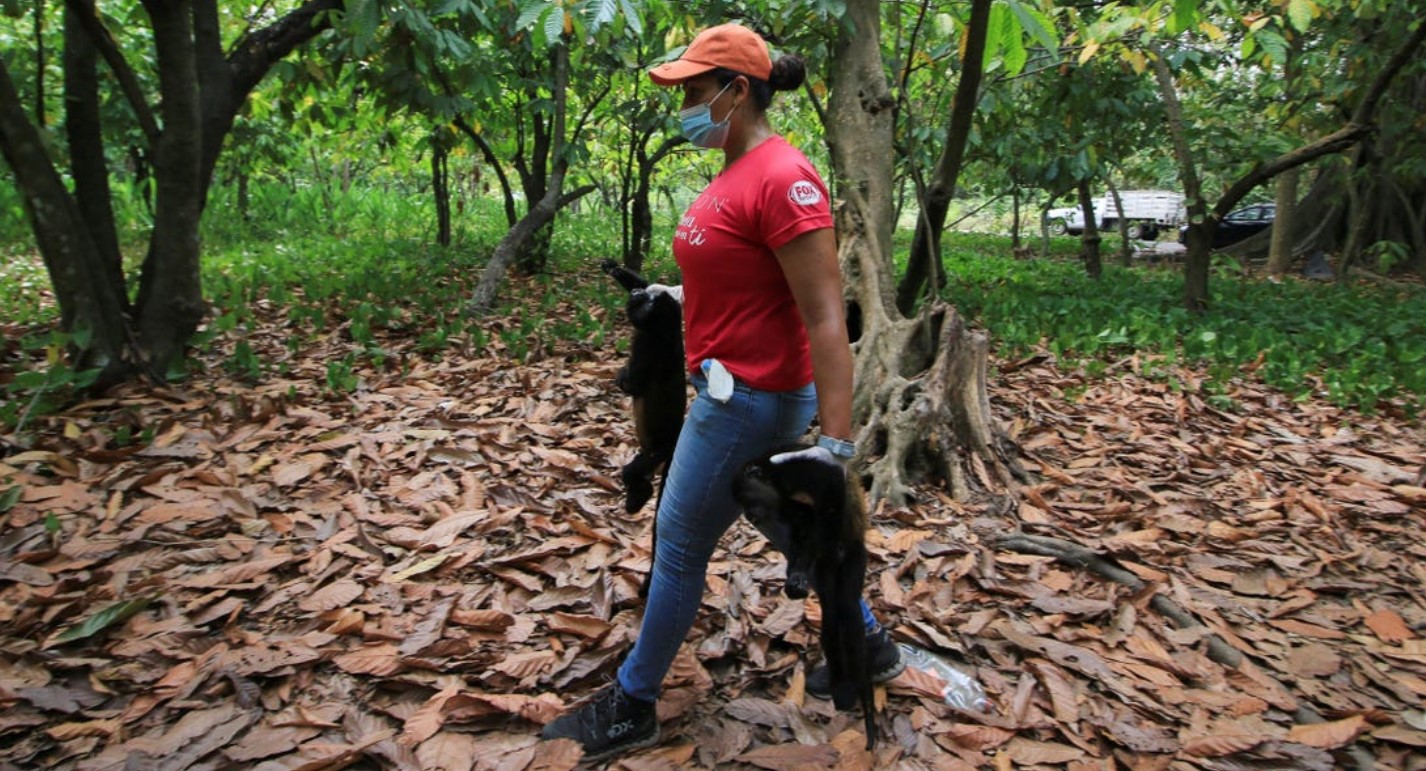 Μεξικό: Ιστορικός καύσωνας σκοτώνει τους πιθήκους – «Έπεφταν από τα δέντρα σαν τα μήλα»