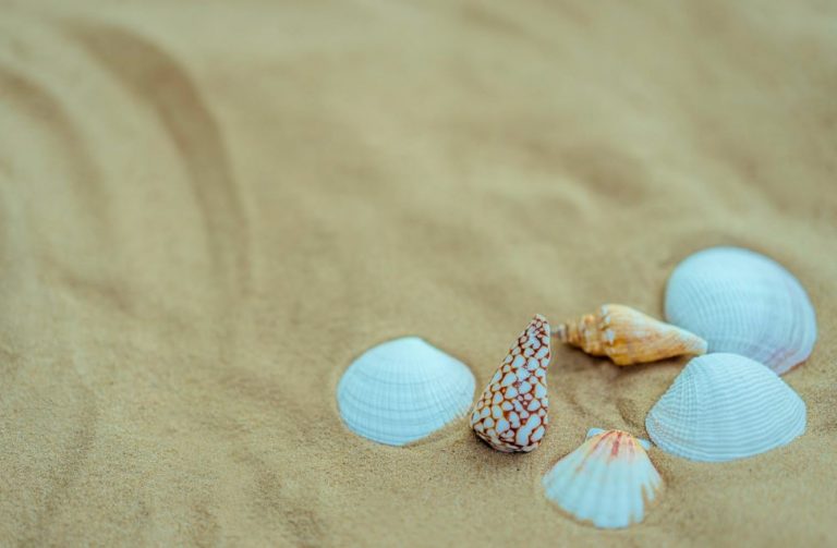 ΗΠΑ: Καλείται να πληρώσει πρόστιμο 88.000 δολάρια επειδή… τα παιδιά της μάζεψαν κοχύλια