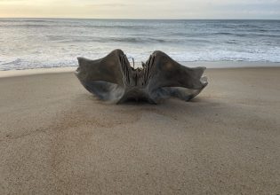 ΗΠΑ: Κρανίο που ανήκει σε πλάσμα βάρους 40 τόνων ξεβράστηκε σε παραλία