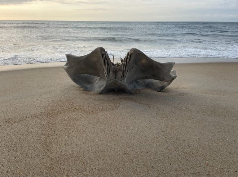 ΗΠΑ: Κρανίο που ανήκει σε πλάσμα βάρους 40 τόνων ξεβράστηκε σε παραλία