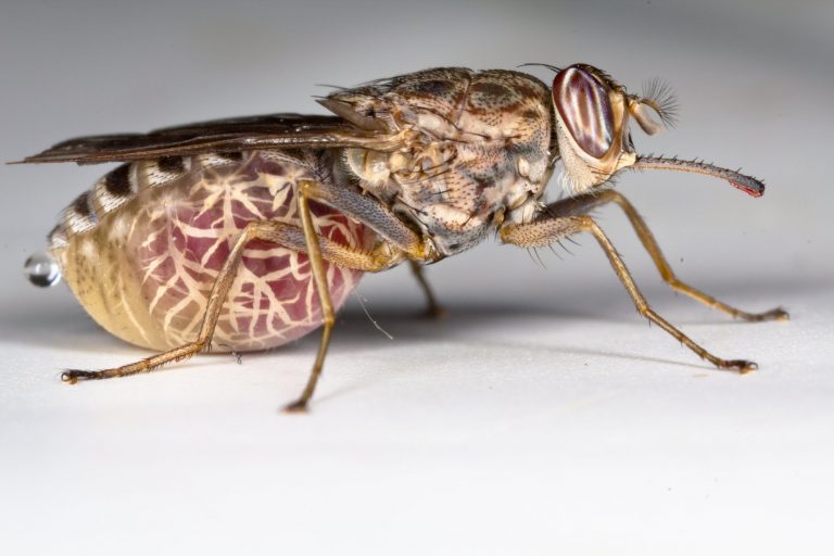 H μύγα τσε-τσε προσέφερε νέο φάρμακο που δρα με διακόπτη «on-off»