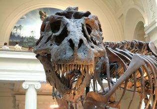 Ήταν ο τυραννόσαυρος «έξυπνος σαν πίθηκος»; Ή εντελώς ζώον;