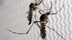 Κουνούπια: Προειδοποίηση ΕΟΔΥ για τον ιό του Δυτικού Νείλου