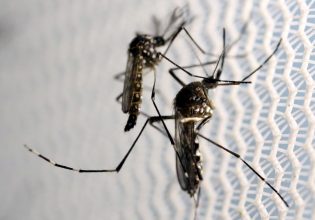 Κουνούπια: Προειδοποίηση ΕΟΔΥ για τον ιό του Δυτικού Νείλου