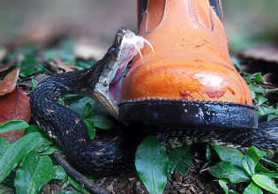 O επιστήμονας που πάτησε θανατηφόρες οχιές 40.000 φορές