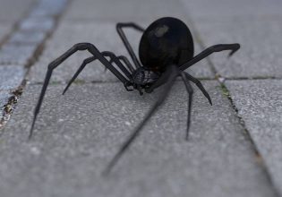 Τσίμπημα από αράχνη «μαύρη χήρα» δέχθηκε 35χρονος στη Λευκάδα